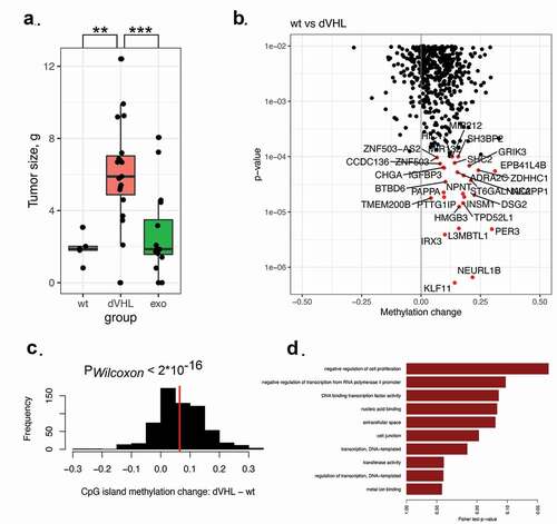 Figure 3. (a). Mass of the tumours formed by cells injected into immunodeficient mice. VHL mutant Caki-1 cells formed significantly bigger tumours. (b, c). DNA methylation in CpG islands increases in VHL mutants compared to VHL-wild-type Caki-1 cells. Each promoter CpG island was assigned to a gene. CpG islands were significantly hypermethylated in VHL mutants. (d). Genes with significantly hypermethylated CpG islands in their promoters were enriched among negative regulators of cell proliferation.