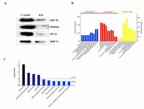 Figure 9. Analysis of proteins in TeEVs. (a) Western blot analysis of the purified TeEVs with anti-HSP70, anti-Aldolase, anti-KMP-11, and anti-EF-1α polyclonal antibodies. (b) Gene ontology analysis of proteins in EVs. (c) KEGG analysis of differential expressed genes