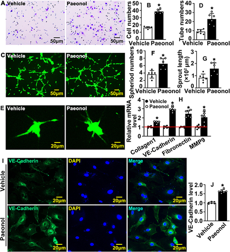 Figure 3 Paeonol promotes vascular endothelial cell motility. (A) Boyden migration assay evaluating cell motility after HUVECs were treated with Paeonol. Images were captured after crystal violet staining (Scale bar: 50 μm). (B) Quantification of migrated cells (n=6). (C) Matrigel based tube formation assay was performed after HUVEC-C treated with Paeonol (Scale bar: 50 μm). (D) Quantification of tube numbers (n=6). (E) The migrating ability of HUVECs after Paeonol treatment was evaluated by spheroid assay after Calcein AM staining (Scale bar: 20 μm). Sprouting numbers and sprouting lengths were quantified using the Image J software and exhibited in (F and G) (n=6). (H) The mRNA levels of migration-related genes (n=6). (I) The expression of VE-Cadherin in HUVEC was determined by IF staining (Scale bar: 20 μm). (J) Fluorescence intensity (FI) of VE-Cadherin quantified (n=6). Quantitative data presented as mean ± SEM, *P < 0.05 was considered significant.