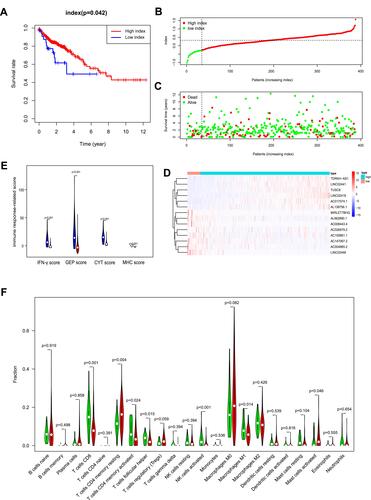 Figure 6 OS-related multi-lncRNAs based classifier index of colon cancer patients. (A). A higher index correlated with good survival outcomes (P= 0.042). (B) The classifier index distribution of colon cancer patients. (C) The overall survival of patients. (D) Heat map showing the different expression of 14 lncRNAs in low- and high-index groups. (E) IFN-γ score, GEP score, CYT score, and MHC score were all higher in the low-index group. Low-index group was marked with blue, high-index group was marked with red. (F) Wilcoxon rank-sum test revealed that the infiltration levels of CD8+ T cell, CD4+ memory activated T cell, follicular helper T cell, activated NK cell and M1 macrophage were higher in the low-index group, and the infiltration levels of CD4+ memory resting T cell, activated mast cell was higher in the high-index group. Green represented low-index group, red represented high-index group.