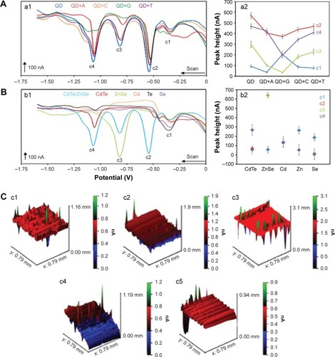 Figure 3 Electrochemical analysis and scanning electrochemical microscopy.Notes: (A) The electrochemical study of CdTe/ZnSe QDs with or without different nucleobases (adenine, cytosine, thymine, and guanine). (a1) The voltammograms of the QDs modified with various nucleobases were obtained by different pulse voltammetry on mercury electrode (HMDE) coupled with adsorptive technique. (a2) The dependence of the peak heights (c1–c4) on the samples and control is presented here. (B) The electrochemical study of the individual parts of the QDs. (b1) The voltammograms of the QDs and their individual parts were obtained using the same technique described as before. (b2) The dependence of the peak heights on the individual parts of the core-shell structures is presented here. The dependences are presented for the detected peaks c1–c4. The data are expressed as mean ± SD, n=5. (C) The SECM data of the QDs conjugated with thymine, cytosine, adenine, and guanine (c2–c5, respectively) and control (c1, QDs without bases) are shown in terms of the changes of average current intensities.Abbreviations: QD, quantum dot; QD+A, quantum dot + adenine; QD+C, quantum dot + cytosine; QD+G, quantum dot + guanine; QD+T, quantum dot + thymine; SD, standard deviation.