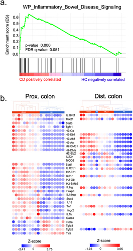 Figure 5. The colonic transcriptomic profile of CD_L3 recipients shows an enrichment in the IBD pathway.