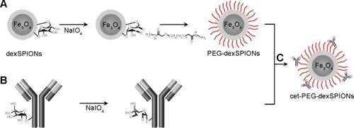 Figure 1 Bioconjugation scheme for cet-PEG-dexSPIONs.Notes: (A) Surface modification of dextran-coated SPIONs with the dihydrazide-PEG linker (molecular weight, 5 kDa) via periodate oxidation of dextran. (B) Functionalization of cetuximab with active aldehyde functional groups via periodate oxidation. (C) Bioconjugation of cetuximab to PEG-dexSPIONs.Abbreviations: cet, cetuximab; dex, dextran; PEG, polyethylene glycol; SPIONs, superparamagnetic iron oxide nanoparticles.