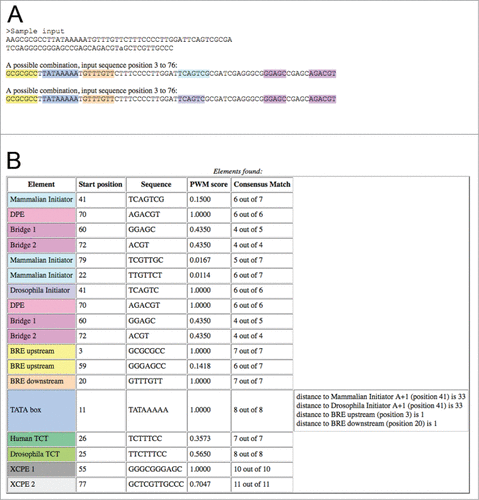 Figure 2. A sample output of the ElemeNT program. (A) The input sequence annotated with the combinations of elements identified in it. ElemeNT detected a TATA box flanked by both a BREu element and a BREd element, Drosophila and mammalian initiator elements and DPE and Bridge elements. The two possible combinations result from a sequence match to both the Drosophila and mammalian initiators, due to the partial sequence redundancy of the 2 elements. (B) A table displaying all the elements identified within the input sequence, their location, PWM and consensus match scores. Note the message displayed for the TATA-box, indicating the presence of mammalian and Drosophila initiators, as well as BREu and BREd, at optimal distances for transcriptional synergy.