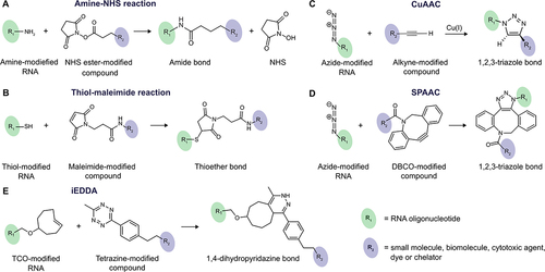 Figure 3. Bioconjugation reaction schemes. A) Amine-NHS reaction. B) Thiol-maleimide reaction. C) Copper(I)-catalyzed azide-alkyne addition (CuAAC). D) Strain-promoted azide-alkyne cycloaddition (SPAAC). E) Inverse-electron demand diels-alder reaction (iEDDA). R1 and R2 indicate the position of RNA oligonucleotide and any molecule, respectively, with which RNA can be chemically functionalized. Chemical structures were created in ChemDraw professional 17.1.