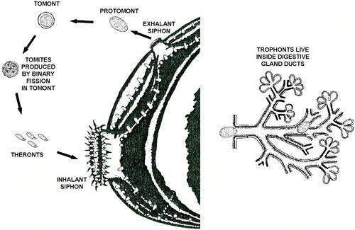 Figure 3. Hypothetical life cycle of Ophryoglena hemophaga (adapted from: Canella and Rocchi-Canella Citation1976; Morton Citation1993; Owen Citation1955; Thorp and Covich Citation1991). In laboratory studies (Molloy et al. Citation2005), (1) the presence of “trophonts” (the feeding stage) was repeatedly observed in the ducts of the digestive gland (right image); (2) well-fed trophonts were subsequently commonly found to have recently emerged as “protomonts” from infected D. polymorpha (left image), but it is unknown if they emerged via the exhalant siphon (as pictured) or the inhalant siphon; (3) likewise, protomont encystment into the “tomont” stage, followed by “tomite” production within the tomont, followed by the exit of these tomites from the cyst as free swimming “theronts” was also commonly observed, but it is unknown if these theronts immediately initiate reinfection by entering through the inhalant siphon (as pictured) or possibly go through another encystment-tomont-tomite-theront production cycle again outside the mussel before initiating infection again.