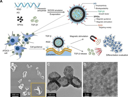 Figure 1 Graphical illustration and morphology of the synthesis and function of MAGNCs.Notes: (A) Schematic illustration for the synthesis and hollow structure of TGF-β1@MAGNCs. The morphology of MAGNCs was observed using (B) SEM and (C and D) TEM.Abbreviations: AG, amphiphilic gelatin; MAGNCs, magnetic amphiphilic gelatin nanocapsules; RGD, Arg-Gly-Asp peptide; SEM, scanning electron microscope; SPIOs, superparamagnetic iron oxide nanoparticles; TEM, transmission electron microscope; TGF-β, transforming growth factor-β; TGF-β1@MAGNCs, TGF-β1-loaded MAGNCs; W/O/W, water in oil in water.