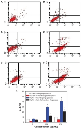 Figure 5 Annexin V-FITC/PI double staining analysis of apoptosis in HepG2 cells and L-02 cells (24 hours). (A) L-02 control cells, (B) L-02 cells with SNP20 160 μg/mL, (C) L-02 cells with SNP20 320 μg/mL, (D) HepG2 control cells, (E) HepG2 cells with SNP20 160 μg/mL, (F) HepG2 cells with SNP20 320 μg/mL. Top right quadrant, dead cells in late stage of apoptosis; bottom right quadrant, cells undergoing apoptosis; bottom left quadrant, viable cells. (G) Percentages of apoptosis in L-02 and HepG2 cells. The total percentage of viable cells, cells undergoing apoptosis, apoptotic cells, and necrosis cells is taken as 100%. Typical data are shown from one of three independent experiments with similar results versus control group).Note: *P < 0.05.Abbreviations: FITC, fluorescein isothiocyanate; PI, propidium iodide; SNP20, size 20 nm silica nanoparticles.