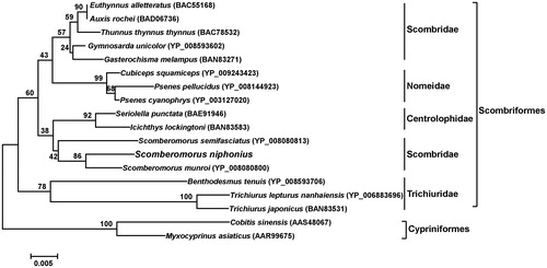 Figure 1. Phylogenetic position of S. niphonius derived from the NJ method of 18 COI amino acid sequences. Bootstrap analysis was based on 1000 re-samplings. All accession numbers are presented in the phylogeny tree. Two COI amino acid sequences from order Cypriniformes were chosen as an arbitrary outgroup.