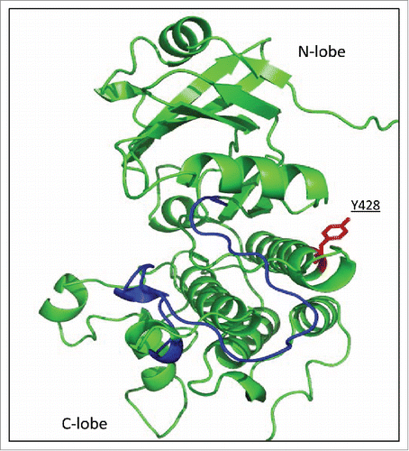 Figure 3. Location of Y428 on the molecular model of CERK1 kinase domain. Homology model of the CERK1 kinase domain was built as reported previously.Citation9 Activation loop was shown in blue and Y428 was shown in red.