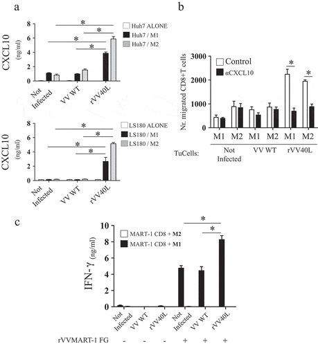 Figure 6. rVV40L induces CXCL10-mediated recruitment of CD8 + T cells and promotes cross-presentation of tumor-associated antigens by M1-like macrophages.(a) M1- or M2-like macrophages were co-cultured at 1:1 ratio with HuH-7 hepatocellular (upper panel) or LS180 colorectal cancer (lower panel) cells untreated or infected with VV-WT or rVV40L at MOI 10. After 4 d, supernatants were collected and CXCL10 release was evaluated by ELISA. (b) CD8+ T-cell migration, induced by supernatants from co-cultures of M1-/M2-like macrophages with differentially infected tumor cells, was analyzed in the presence or absence of a neutralizing anti-CXCL10 mAb, as evaluated by flow cytometry. (c) Cross-presentation of MelanA/Mart-127–35 epitope from HLA-A0201(-) CD40(-) HT29 CRC cell lines co-infected with VV WT or rVV40L and with an rVV encoding MelanA/MART-1 full gene (rVVMART1 FG); 24h after infection, HT29 were co-cultured at 1:1 ratio with HLA-A0201+ M1- or M2-like macrophages. After 48 additional hours, 30,000 lymphocytes from a MelanA/Mart-127–35-specific, HLA-A0201-restricted CD8+ T-cell clones (see supplementary Figure 4) were added to the cultures, and IFN-γ release was evaluated by ELISA 48 hours later (*P < 0.05; Mann–Whitney nonparametric test).