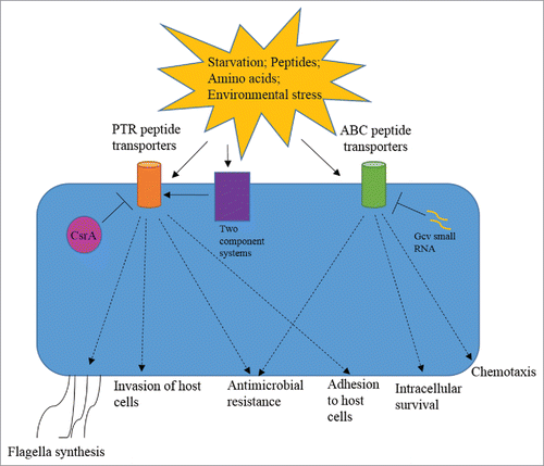 Figure 3. Interconnection of bacterial peptide transporters with pathogenesis. Nutritional starvation or presence of peptide substrates in the surroundings induces the expression of peptide transporters. Two component systems such as YehU/YehT and EnvZ/OmpR positively regulate the expression of few PTR transporters. Examples of negative regulation include inhibition of one of the PTR transporters (CstA) by CsrA and ABC transporters (Opp and Dpp) by small RNA Gcv. Major virulence associated phenotypes affected by peptide transporters include flagella synthesis, chemotaxis, adhesion to host cells, invasion of host cells, intracellular survival and antimicrobial resistance. The dashed arrows show contribution of a particular kind of peptide transporter in specific phenotype.