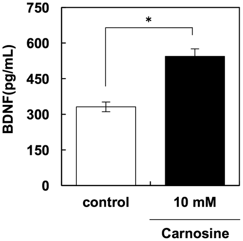 Figure 3. Carnosine activates BDNF production in U-87 MG cells. U-87 MG cells were treated with 10 mM carnosine for 3 days. BDNF in the supernatant was assessed using an ELISA kit (Promega).