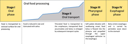 Figure 3. The sequence of events during oral processing can be summarized into three phases and described with the Process Model of Feeding (Palmer et al. Citation1992), illustrated from left to right.