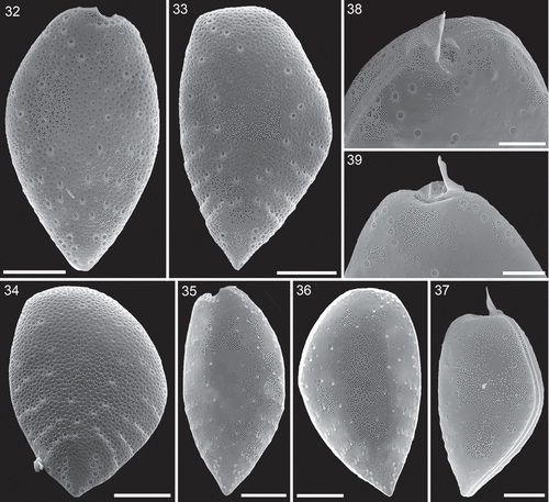 Figs 32–39. Surface structure and pore patterns of Prorocentrum micans (strain A10, SEM). Fig. 32. Right thecal plate. Fig. 33. Left thecal plate. Fig. 34. Left thecal plate in posterior view. Fig. 35. Right thecal plate in internal view. Fig. 36. Left thecal plate in internal view. Fig. 37. Entire cell with a presumably newly formed left thecal plate free of surface depressions. Figs 38, 39. Apical pore pattern of the right (Fig. 38) and left (Fig. 39) thecal plate. Scale bars = 10 µm (Figs 32–37) or 5 µm (Figs 38, 39).
