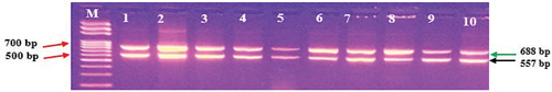 Figure 4. Multiplex bands of specific 16S gene regions in green complex pathogens for CP group.