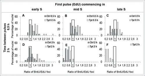 Figure 5. The spectrum of reactions of cells to Tpt-induced stress (0.5 or 2 h). The percentage of cells, in which the numbers of replication foci increased or decreased under the conditions of stress, are shown. For instance, in early S all cells exposed to Tpt increased the percentage of replication sites within 0.5h by a factor of 1.2 up to 3.0, in comparison with untreated cells (A), however in late S-phase some cells increased the number of active replication sites by a factor of 1.6, but other cells decreased it by a factor of 0.6 (C).