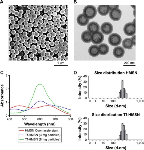 Figure 1 Physicochemical characterization of Tf-HMSNs.Notes: (A) SEM images of HMSNs (scale bar=1 µm). (B) TEM images of HMSNs (scale bar=200 nm) (C) Coomassie Blue analysis of particles after transferrin modification with UV–vis spectroscopy. This spectrum is apparent in the different color; Tf modification particles are stained blue while the HMSNs maintain the dye as green. (D) The average size of HMSNs with dynamic light-scattering analysis.Abbreviations: HMSNs, hollow mesoporous silica nanoparticles; SEM, scanning electron microscope; TEM, transmission electron microscope; Tf-HMSNs, transferrin-conjugated HMSNs; UV–vis spectroscopy, ultraviolet–visible spectroscopy.