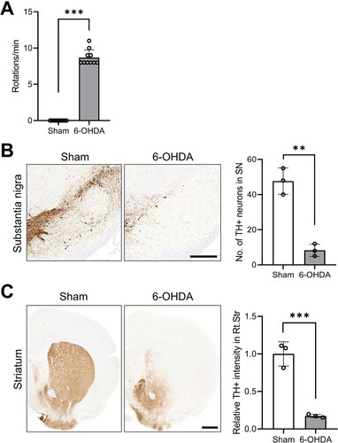 Figure 1. Ipsilateral impairments of DAergic signaling in unilateral 6-OHDA-lesioned hemiparkinsonian rat models. (A) Apomorphine rotation test (n = 10 rats/group). (B) Representative photomicrographs and bar graphs (n = 3 rats/group) showing immunoreactivity of TH + cell bodies in the SN (scale bar = 400 μm). (C) Representative photomicrographs and bar graphs (n = 3 rats/group) showing TH + immunoreactive fiber density in the STR (scale bar = 1000 μm). Data are expressed as the means ± SEs. ***P < 0.001. 6-OHDA, 6-hydroxydopamine-lesioned group; DA, dopamine; Sham, sham-operated controls; STR, striatum; SN, substantia nigra; TH, tyrosine hydroxylase.