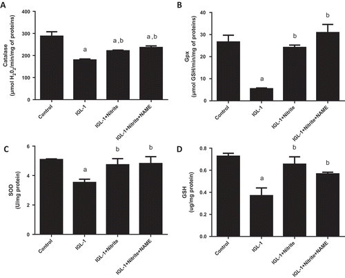 Figure 5. Evaluation of antioxidant enzymes catalase (CAT) (a), glutathione peroxidase (GPX) (b), superoxide dismutase (SOD) (c), reduced gluthatione (GSH) (d) activities. Livers’ rat (n = 6) were flushed and preserved in IGL-1 solution (4°C for 24 h) supplemented with 50 nM of nitrite or with 50 nM of nitrite + 1 mM of L-NAME (L-NG-Nitroarginine methyl ester). Sham: livers were flushed and perfused ex vivo without cold storage. Data are expressed as means ± SE (n = 6 for each group). a: p < 0.05 vs Sham; b: p < 0.05 vs IGL-1.