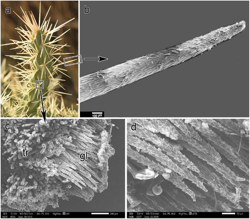 Figure 3. Spine (a, b) and glochid (c, d) micromorphology of C. rosea. Note the barbs that cover the surface of both spines and glochids in SEM images (b-d). tr: trichomes, gl: glochids.