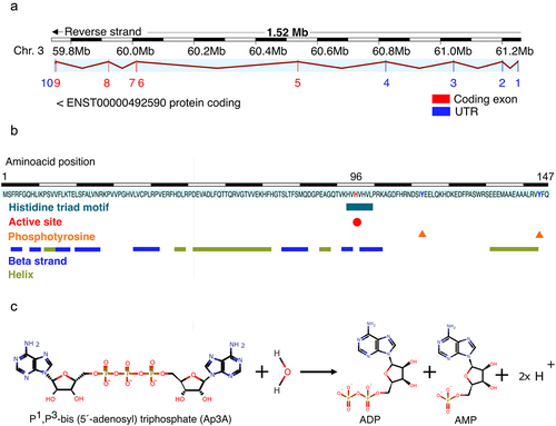 Figure 1. (a) Schematic representation of the FHIT gene. The exons are depicted as vertical lines in blue for the untranslated region and in red for the coding exons. FHIT is located in the chromosome 3 and spans over 1.5Mb at positions 59,747,277 –61,251,452 in the reverse strand. Transcript ID ENST00000492590.6 is shown. It has 3116bp and codes for a small protein of 147aa (accession CCDS2894, A0A024R366 and P49789). Its RefSeq ID is NM_002012.4. The length of the 5´UTR is 363bp and of the 3´UTR 2308bp. Adapted from Ensembl. (b) Schematic representation of the FHIT protein. The FHIT (Bis(5”−adenosyl)-triphosphatase) protein has 147aa and a molecular mass of 16.733 kDa (UniProt). The aminoacid sequence is shown and several features are highlighted: the histidine triad motif (HVHVVLH aa 94 to 100) is shown as a blue bar; the active site in His96 is shown as a red circle, phosphotyrosines are indicated with blue triangles and the secondary structure is depicted as ping bars for the beta strands and green bars for the helixes. Adapted from uniprot. (c) Schematic representation of FHIT enzymatic reaction. P [Citation1], P [Citation3-]bis(5”−adenosyl) triphosphate (Ap3a) is hydrolyzed into ADP, AMP and a proton. Reaction ID in RHEA is 13,893.