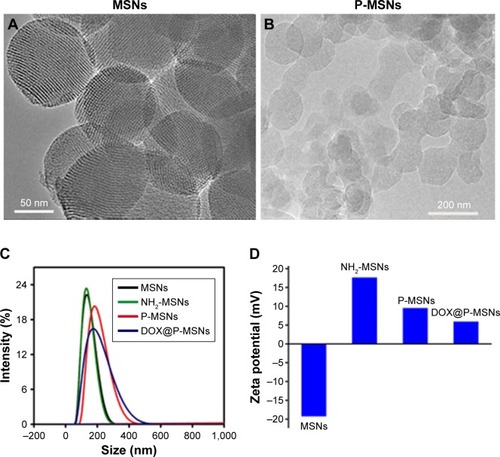 Figure 1 Characterization of DOX@P-MSNs.Notes: (A) TEM images of MSNs. (B) TEM images of P-MSNs. (C) The hydrodynamic size of MSNs, NH2-MSNs, P-MSNs and DOX@P-MSNs. (D) Zeta potential of MSNs, NH2-MSNs, P-MSNs and DOX@P-MSNs.Abbreviations: DOX@P-MSN, doxorubicin-loaded polyaspartic acid-anchored MCM-41-type mesoporous silica nanoparticle; P-MSN, polyaspartic acid-anchored MCM-41-type MSN; TEM, transmission electron microscope; MSN, mesoporous silica nanoparticle.