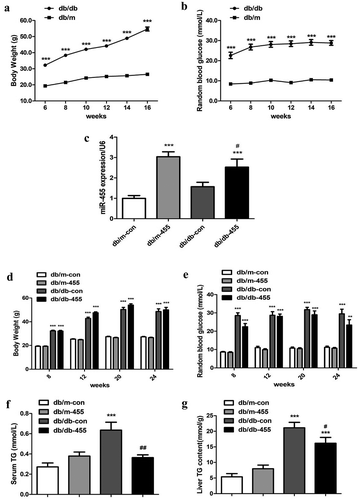 Figure 1. The changes of basic metabolism indicator of mice after intervention by miR-455. The BW (g) (a) and RBG (mmol/L) (b) of mice before intervention. (C) (c) The expression of miR-455 in liver of mice. The BW (d) and the RBG (e) of mice after intervention. The serum (f) and liver TG (g) content of mice. n = 6–8 per group