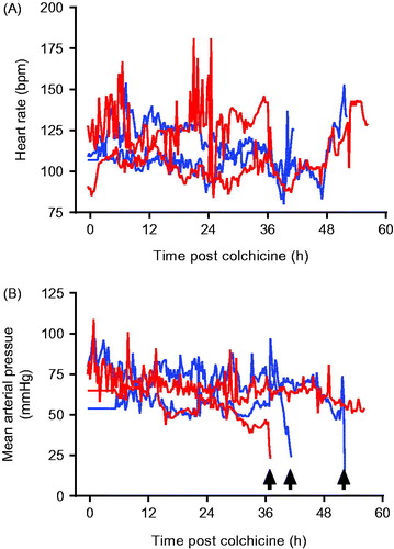 Figure 2. (A) Heart rate and (B) mean arterial pressure in animals receiving 0.5 mg/kg (blue lines) or 1.0 mg/kg (red lines) colchicine by oral administration. Arrows mark sudden catastrophic cardiovascular collapse in three of the animals.