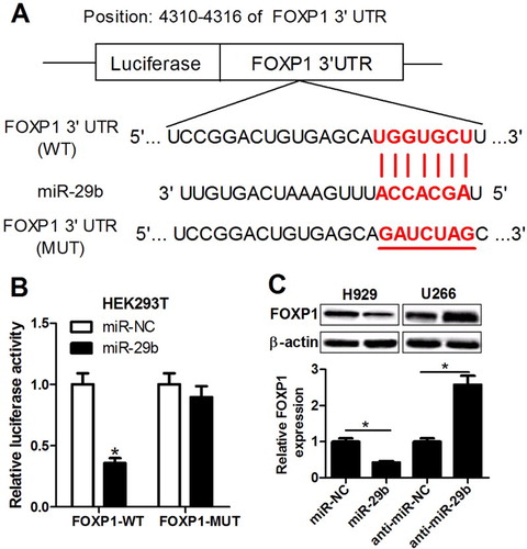 Figure 3. miR-29b negatively regulated FOXP1 expression through direct interaction. (A) The putative binding sites between FOXP1 3’ UTR and miR-29b. (B) Luciferase activity of reporter containing wild-type or mutated FOXP1 gene was assessed in HEK293T cells after transfection of miR-NC or miR-29b. (C) The protein expression of FOXP1 was measured after transfection of miR-29b mimic or inhibitor in H929 and U266 cells.