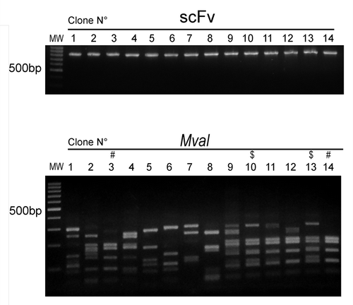 Figure 4. Sequence diversity of scFv obtained by ISA-PCR Plasmids were obtained from 14 random clones from the phage display library constructed using the scFv gene produced by ISA-PCR. Top panel shows the scFv genes produced by PCR resolved by electrophoresis on a 1% w/v agarose gel. Low panel shows digested scFv gene products with MvaI enzyme at 37°C for 3 h, resolved by electrophoresis on a 2% w/v agarose gel. $ and # indicates similar pattern. MW: 100bp DNA ladder.