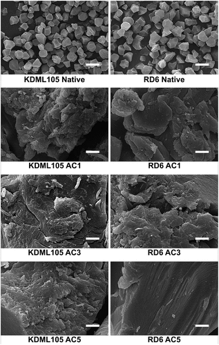 Figure 1. Scanning electron micrographs of native and modified non-waxy KDML105 and waxy RD6 rice starches.