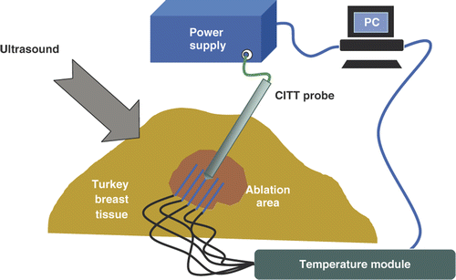 Figure 2. Experimental set-up for ex vivo CITT ablation in a turkey breast muscle (not to scale).