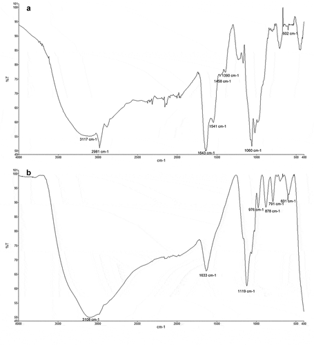 Figure 5. FTIR-spectra of powderised (A) Fe-NPs and (B) precursor precipitates.