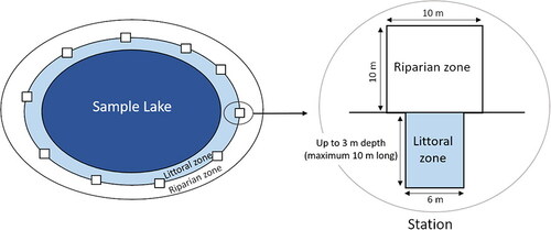 Figure 2. Sampling design adapted and modified after Newbrey et al. (Citation2005) and Kaufmann et al. (Citation2014b). In 2018 the width of the littoral zone plot was reduced to 2 m due to time constraints.