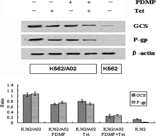 Figure 4. Effect of PDMP and Tet on expressions of GCS and P‐gp in K562/A02 cells. After K562 and K562/A02 cells were incubated in the presence and absence of PDMP (20 μmol/l) and/or Tet (1 μmol/l), protein was extracted and used in western blot as detailed in the ‘Materials and methods’ section. Results shown are typical of three independent experiments.