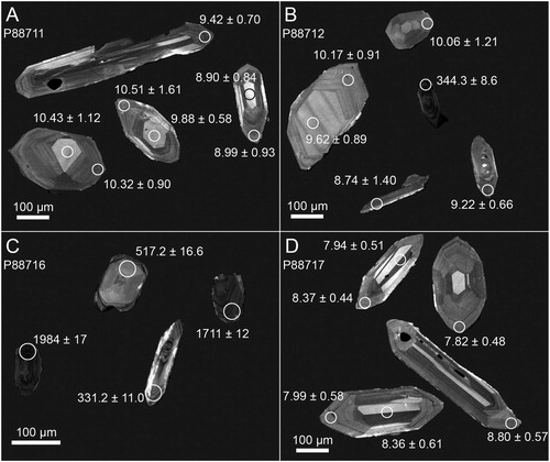 Figure 4. Representative cathodoluminescence images of zircons from (A) lower Mount Messenger Formation, Mohakatino River (P88711); (B) lower Mount Messenger Formation, Tongaporutu River (P88712); Urenui Formation, Waiiti Stream (P88716); and (D) Urenui Formation, Waiau Stream (P88717). Circles indicate the size and location of laser spot analyses. Labels dates in millions of years. Those <1500 Ma are 206Pb/238U dates, corrected for initial 230Th disequilibrium and/or common Pb using 207Pb, while those >1500 Ma are uncorrected 207Pb/206Pb dates. All uncertainties are 2σ.