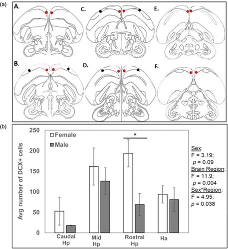 Figure 2. Schematic drawings of coronal sections illustrating the regions examined along the rostral-caudal extent of the hippocampus (Hp). (a) A and B represent the range of sections included in the rostral Hp category. C and D represent the mid-Hp category, and E and F represent the caudal Hp category. Red dots represent areas quantified for Hp doublecortin immunoreactivity (DCX-ir) cell counts whereas black dots represent regions within the Ha (hyperpallium apicale; Ha) in which DCX cells were counted as a control. The illustrations are based on Stokes et al. (Citation1974). (b) Results of a multivariate analysis of variance (MANOVA) are represented with sex and Hp sub-region as well as Ha as explanatory factors. The average number of DCX+ cells was calculated from three 1.66 × 1.24 mm sampling frames for each hippocampal sub-region.