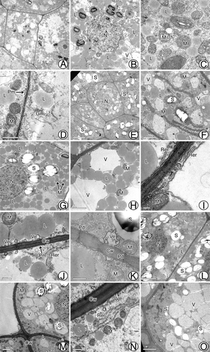 Figure 4. Ultrastructures of tentpole cells before and after fertilization. (A-D) Tentpole cells at ~110 d after pollination containing many mitochondria, golgi complexes, lipid droplets, plastids, and vacuoles. (E, F) Cells at ~120 d after pollination with enlarged starch grains and vacuoles. (G-K) Cells before fertilization with starch grains at maximum size, numerous vesicles and RER distributed near boundary and plasmodesmata scattered along cell wall. (L-N) After fertilization, many starch grains surrounded by vacuoles and marked decrease in lipid droplets. (O) At harvest, only large vacuoles and a few starch grains remain in cells. Cw, Cell wall; Gi, Golgi complex; L, Lipid; M, mitochondria; N, nucleus; P, Plastid; Pm, Plasma membrane; RER, Rough endoplasmic reticulum; S, Starch; V, Vacuole; Ve, Vesicle. Scale bars: (A, O, L) = 5 μm; (B, F-H, M) = 2 μm; (C-D) = 1 μm; E = 10 μm; I = 0.2 μm; (J-K, N) = 0.5 μm.