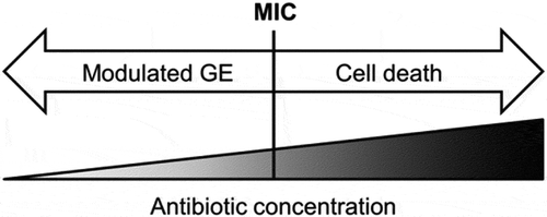 Fig. 1 Visualization of hormesis, a dose-dependent phenomenon where high concentrations of an antibiotic can result in cell death in the target organism, while low concentrations, below the minimal inhibitory concentration (MIC), induce changes in gene expression (GE).