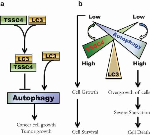 Figure 15. Schematic illustrations of the inhibition of autophagy by TSSC4 and a potential role of TSSC4 in cancer cell growth and growth-associated cell death. (A) A graphic model shows TSSC4 inhibition of autophagy. TSSC4 interacts with the cytosolic LC3-I via its conserved LIR (FDCL). This can prevent the formation of the autophagosome/ autolysosome-bound LC3-II leading to inhibition of autophagy, cell growth and tumor growth. (B) A graphic model illustrates a potential role of TSSC4 in cancer cell growth and growth-associated cell death. When TSSC4 level is high, its interaction with LC3 suppresses autophagy at a low level which promotes cancer cell growth but not overgrowth. Thus, severe starvation might be avoided or delayed, and most cancer cells generated from cell growth will survive. Conversely, when TSSC4 is low, more LC3 will be free from binding to TSSC4. This can significantly increase autophagy levels leading to overgrowth of cancer cells. The rapid growth of cancer cells would quickly deprive the nutrients in their microenvironment resulting in starvation-induced cell death.