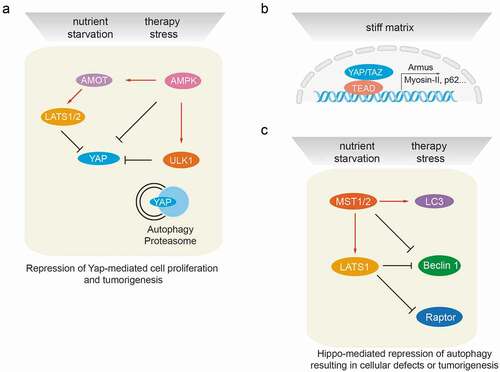 Figure 3. Cross-talk between autophagy and the Hippo signaling pathway at the molecular level. (a) Autophagy regulates Hippo signaling activity. Under starvation or therapy stress conditions, AMPK inactivates YAP by direct phosphorylation at Ser94 or by angiomotin (AMOT)/LATS1/2-mediated indirect regulation, thereby inhibiting YAP-driven oncogenic events. ULK1 is also able to phosphorylate YAP at serine residues S74/97 and to inactivate YAP. Under physiological conditions, YAP protein homeostasis is achieved by proteasomal and autophagy-mediated degradation. Hence, autophagy or proteasome deficiencies lead to an accumulation of YAP and promote YAP-driven tumorigenesis. (b) Hippo signaling mediates transcriptional regulation of autophagy. The YAP/TAZ/TEAD transcriptional complex is able to induce the expression of Armus, Myosin-II, miR-29 and p62 mRNA in stiff culture environments, thereby promoting autophagosome maturation and autophagic flux. YAP/TAZ-induced transcriptional regulation of autophagy core-components is essential to drive the cellular plasticity required for somatic stem cells as well as tumor-initiating cells. (c) Hippo signaling mediates post-transcriptional regulation of autophagy effectors. Besides activating LATS1/2, MST kinases can directly phosphorylate LC3B and promote autophagy induction, resulting in the elimination of intra-cellular bacteria. During myocardial infarction, MST1 is also able to phosphorylate BECN1 and inactivate BECN1 by inducing BECN1/BCL2 complex formation. Such inhibition of autophagy promotes cardiac dysfunction. Under cell-cell contact conditions, LATS kinases can phosphorylate Raptor at Ser606 and inhibit mTORC1 activity, leading to reduced organ size. During cancer therapy stress, in a kinase activity-independent fashion LATS1, but not LATS2, can induce K27-linked polyubiquitination of BECN1, thereby promoting BECN1 homodimer formation and inhibiting autophagic cell death. The loss of autophagy results in cellular defects and/or in tumorigenesis