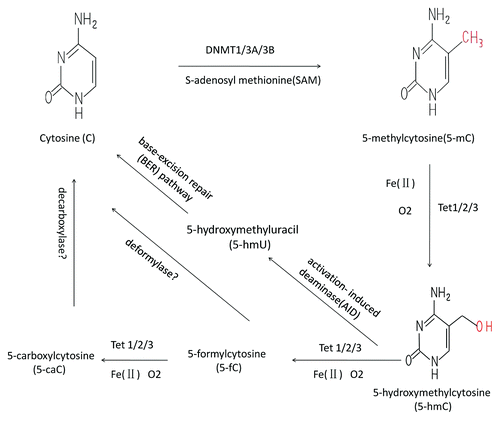 Figure 1. The relationship between 5-mc and 5-hmC. 5-mC is formed by post-replicative addition of methyl group to cytosine through the action of DNA methyltransferase (DNMT) which using S-adenosyl methionine (SAM) as methyl donor. Tet family proteins (TET1/2/3) catalyze 5-mC oxidation to 5-hmC in the presence of O2 and iron, 5-hmC can be further oxidized mainly to 5-fC and 5-caC. 5-hmC can be converted to 5-hmU via activation-induced deaminase (AID), which in turn can be converted to cytosine following base-excision repair (BER) pathway-mediated demethylation.