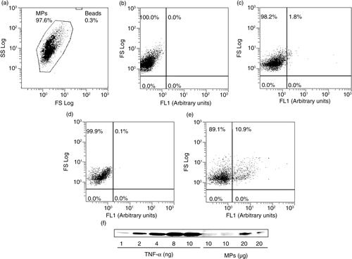 Fig. 1.  Tumour necrosis factor-α (TNF-α) expression in macrophage MPs. (a) Representative images of cytometer analysis showing MPs and counting beads represented on a forward light scatter (FS)/side light scatter (SS) dot-plot; dot plots of MP gated region are representations of FS vs. alexa fluor® 488 fluorescence signals from (b) unlabelled MPs, (c) intact MPs incubated in the presence of anti-TNF-α alexa fluor® 488, permeabilized MPs incubated (d) with isotype IgG1 alexa fluor® 488 or (e) with anti-TNF-α alexa fluor® 488. (f) Western blot showing TNF-α expression in MPs (10 and 20 µg) compared to a mouse recombinant TNF-α (1, 2, 4, 8 and 10 ng).