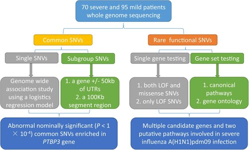 Figure 1. The study design.In this study, we enrolled and sequenced 70 severe and 95 mild influenza A(H1N1)pdm09 virus infected patients. Then, we systematically evaluated host-related genomic differences between the severe patient group and mild patient group using common single-nucleotide variants (SNVs) and rare functional SNVs. Through a series of association analyses and bioinformatics interpretation, we have identified multiple candidate genes and two putative pathways involved in severe influenza A(H1N1)pdm09 infection.