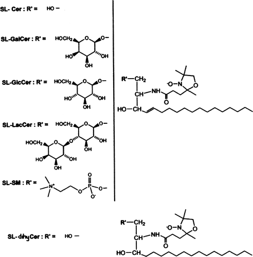 Box 1.  Chemical structure of the spin labelled analogues of sphingolipids with a short sn-2 chain: Spin-labelled ceramide (SL-Cer); Spin-labelled Galactosylceramide (SL-GalCer); Spin-labelled Glucosylceramide (SL-GlcCer); Spin-labelled Lactosylceramide (SL-LacCer); Spin-labelled Sphingomyelin (SL-SM); Spin-labelled dihydroceramide (SL-dihyCer).