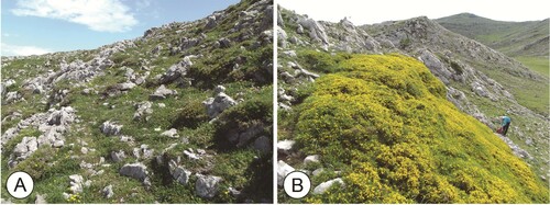 Figure 5. (A) Limestone grasslands on cacuminal skeletal soils with Genista hispanica subsp. occidentalis communities. (B) Genista legionensis patch.