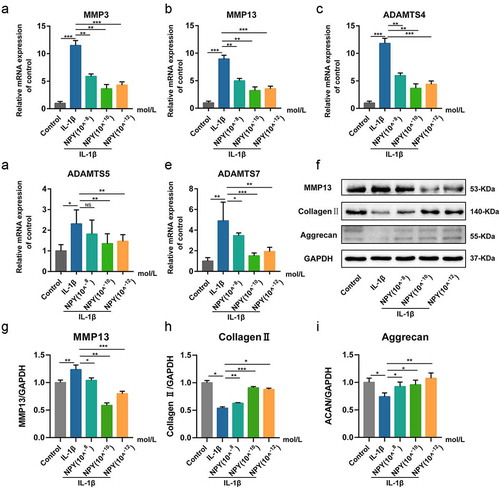 Figure 6. NPY ameliorates IL-1β- induced matrix degeneration in NP Cells. (a-e) Quantitative analysis of mRNA expression of IDD-related genes in NP cells treated by different concentrations of NPY; (f) Western blotting analysis of the expression of IDD-related proteins in NP cells treated by different concentrations of NPY; (g-i) The quantitative and statistical analysis of the western blot band (MMP13, Collagen type II, and aggrecan)