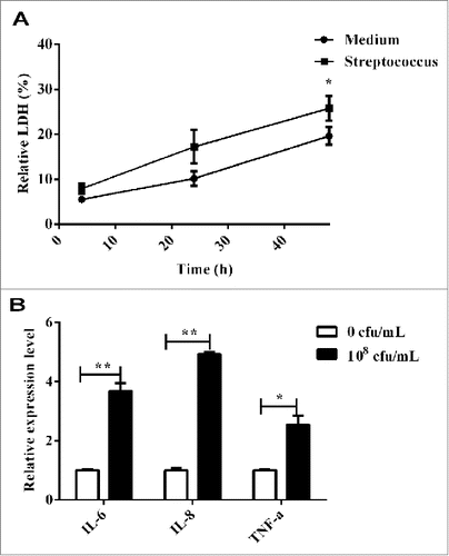 Figure 1. The construction of human ALIM infected by Streptococcus. A. The relative LDH vitality of supernates in ALIM at 4 h, 24 h and 48 h. B. The relative expression of IL-6, IL-8 and TNF-α of supernates in ALIM. LDH, lactate dehydrogenase; IL, interleukin; TNF, tumor necrosis factor; ALIM, acute lung infection model; cfu, colony-forming unit.*, P < 0.05, **, P < 0.01.