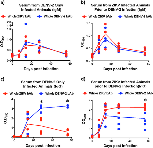Fig. 1 Kinetics of cross-reactive antibody responses.Relative binding antibody (bAb) levels against whole ZIKV and DENV-2 were examined using ELISA. The kinetics of binding IgM in serum that was collected longitudinally from (a) DENV-2 only (ZIKV naïve) infected animals (n = 4), (b) ZIKV-infected animals prior to DENV-2 infection (n = 5). The kinetics of binding IgG in serum that was collected longitudinally from (c) DENV-2 only (ZIKV naïve) infected animals (n = 4), (d) ZIKV-infected animals prior to DENV-2 infection (n = 5). Statistical significance was determined using multiple unpaired t-tests and corrected for multiple comparisons using the Holm-Sidak method. A p < 0.05 was considered significant and * indicates significant difference between groups